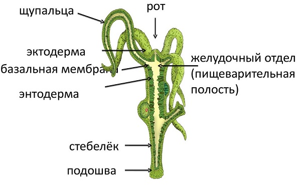 Kra37.gl